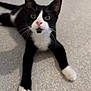abyssinian, animal, blackcat, cat, clothing, egyptiancat, hosiery, kitten, manx, pet, sock