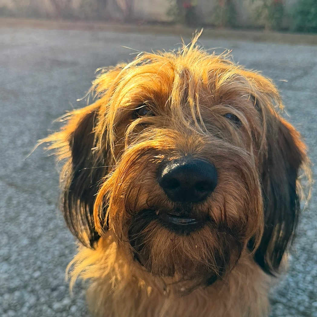 Kouky participe au concours pour gagner de l'argent avec cette photo : dog, shaggy_dog, brown_fur, long_hair, floppy_ears, close_up, portrait, outdoor, sunlight, golden_hour, road, pavement, blurred_background, animal, pet, canine, looking_at_camera, nose, whiskers, funny_expression