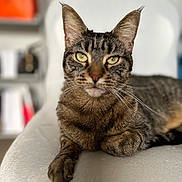 Lénor participe au concours pour gagner de l'argent avec cette photo : cat, tabby, feline, pet, animal, indoor, chair, white, relaxed, lying_down, closeup, portrait, green_eyes, whiskers, fur, cute, domestic_cat, mammal, focus, soft_background