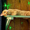 Obi-Wan Kenobi is registered to the contest to win money with this photo: cat, orange_cat, feline, pet, animal, lying_down, shelf, wooden_wall, indoor, portrait, whiskers, ears, eyes, tabby, relaxed, playful, upside_down, green_lights, rustic, photography