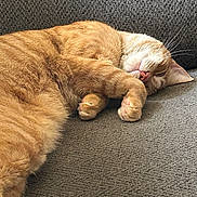 Obi-Wan Kenobi joined the competition — help win amazing prizes! cats, ginger_cat, sleeping, nap, sofa, couch, furry, pets, animals, relaxed, cozy, indoor, close_up, whiskers, paws, toe_beans, orange_fur, resting, portrait, cute