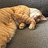 cats, ginger_cat, sleeping, nap, sofa, couch, furry, pets, animals, relaxed, cozy, indoor, close_up, whiskers, paws, toe_beans, orange_fur, resting, portrait, cute