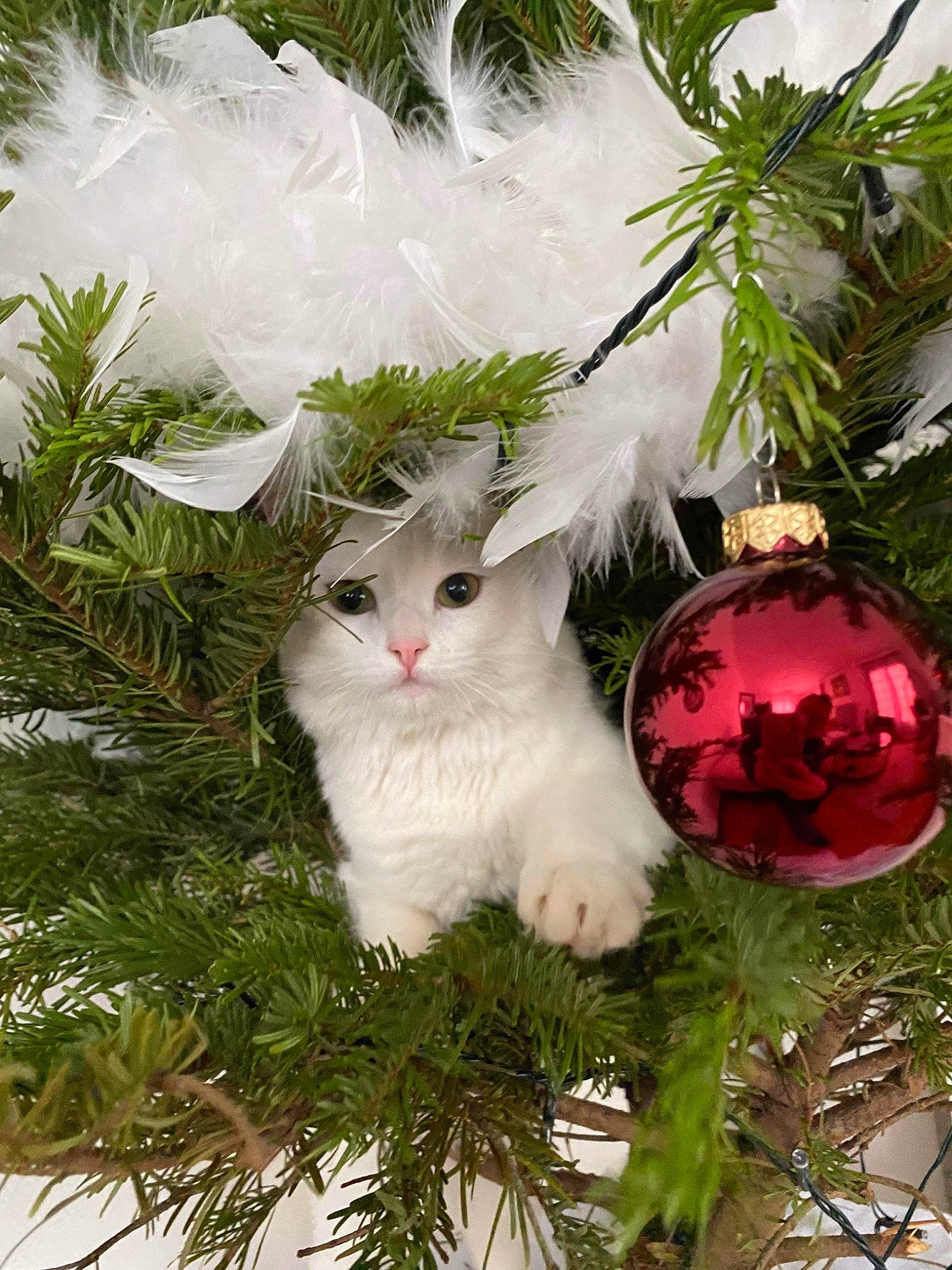 Sushi participe au concours pour gagner de l'argent avec cette photo : botany, branch, carnivore, cat, christmas, christmas_decoration, christmas_ornament, christmas_tree, conifer, event, evergreen, fruit, grass, holiday, holiday_ornament, ornament, plant, tree, twig, whiskers