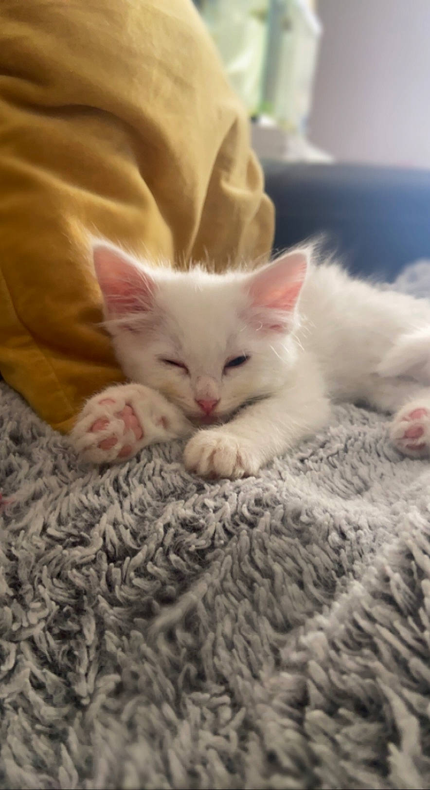 Sushi a rejoint le concours — aidez-le/la à gagner de superbes lots ! bedding, blanket, carnivore, cat, claw, comfort, domestic_short_haired_cat, fawn, felidae, fur, linens, nap, pattern, paw, small_to_medium_sized_cats, tail, whiskers, wood, woven_fabric