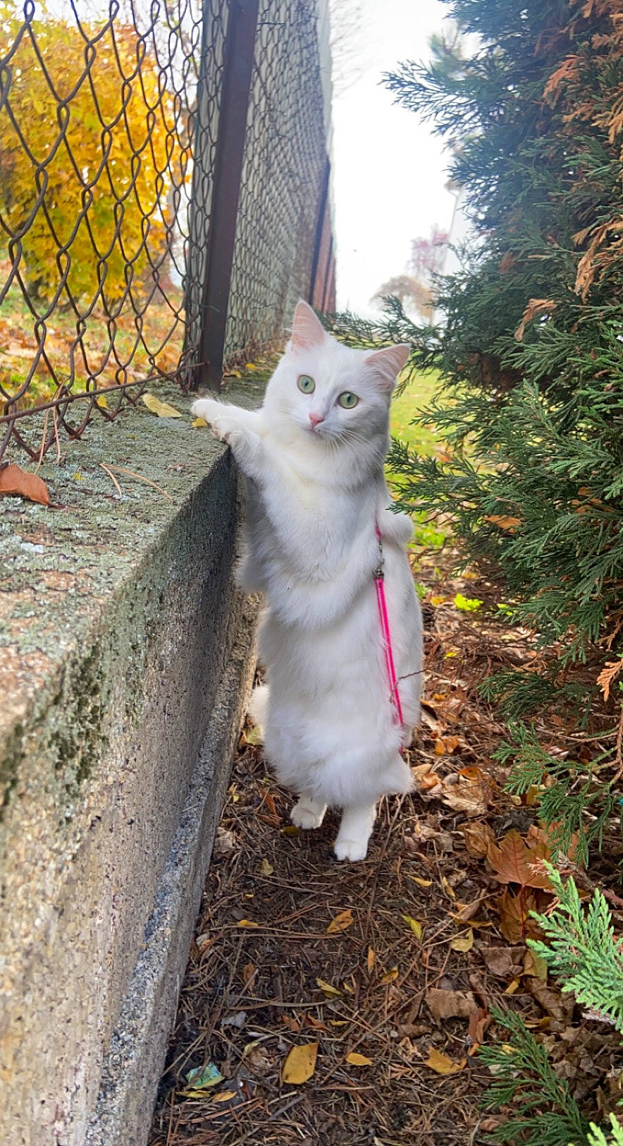 Sushi participe au concours pour gagner de l'argent avec cette photo : carnivore, cat, domestic_short_haired_cat, fawn, felidae, fence, fur, grass, leaf, mesh, plant, road_surface, small_to_medium_sized_cats, snout, soil, tail, tree, whiskers, wire_fencing, wood