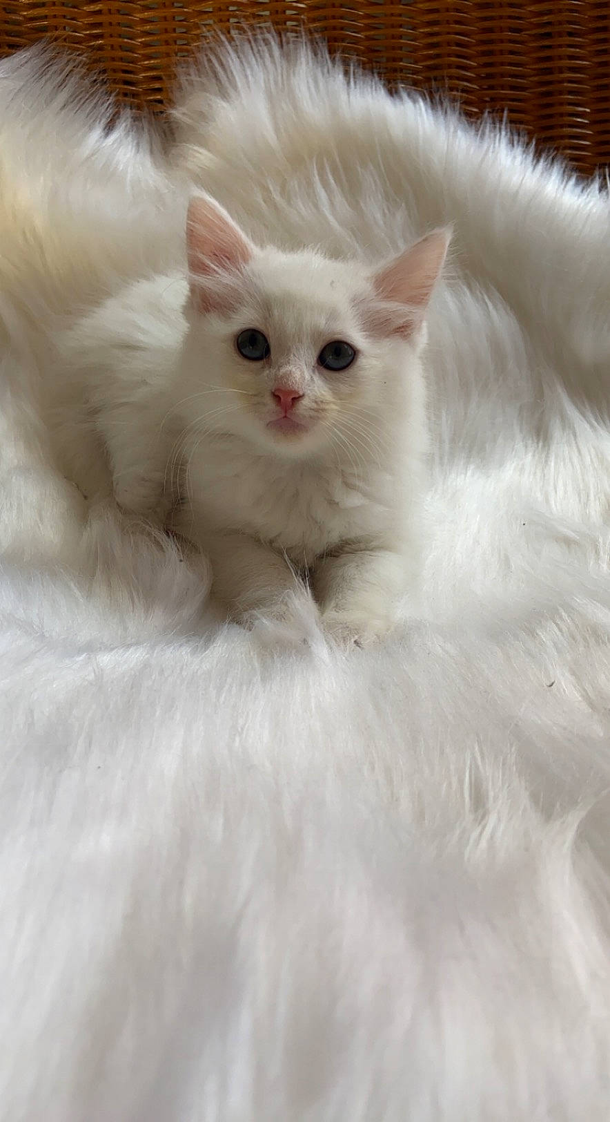 Sushi participe au concours pour gagner de l'argent avec cette photo : carnivore, cat, comfort, eye, fawn, felidae, fur, small_to_medium_sized_cats, snout, terrestrial_animal, whiskers