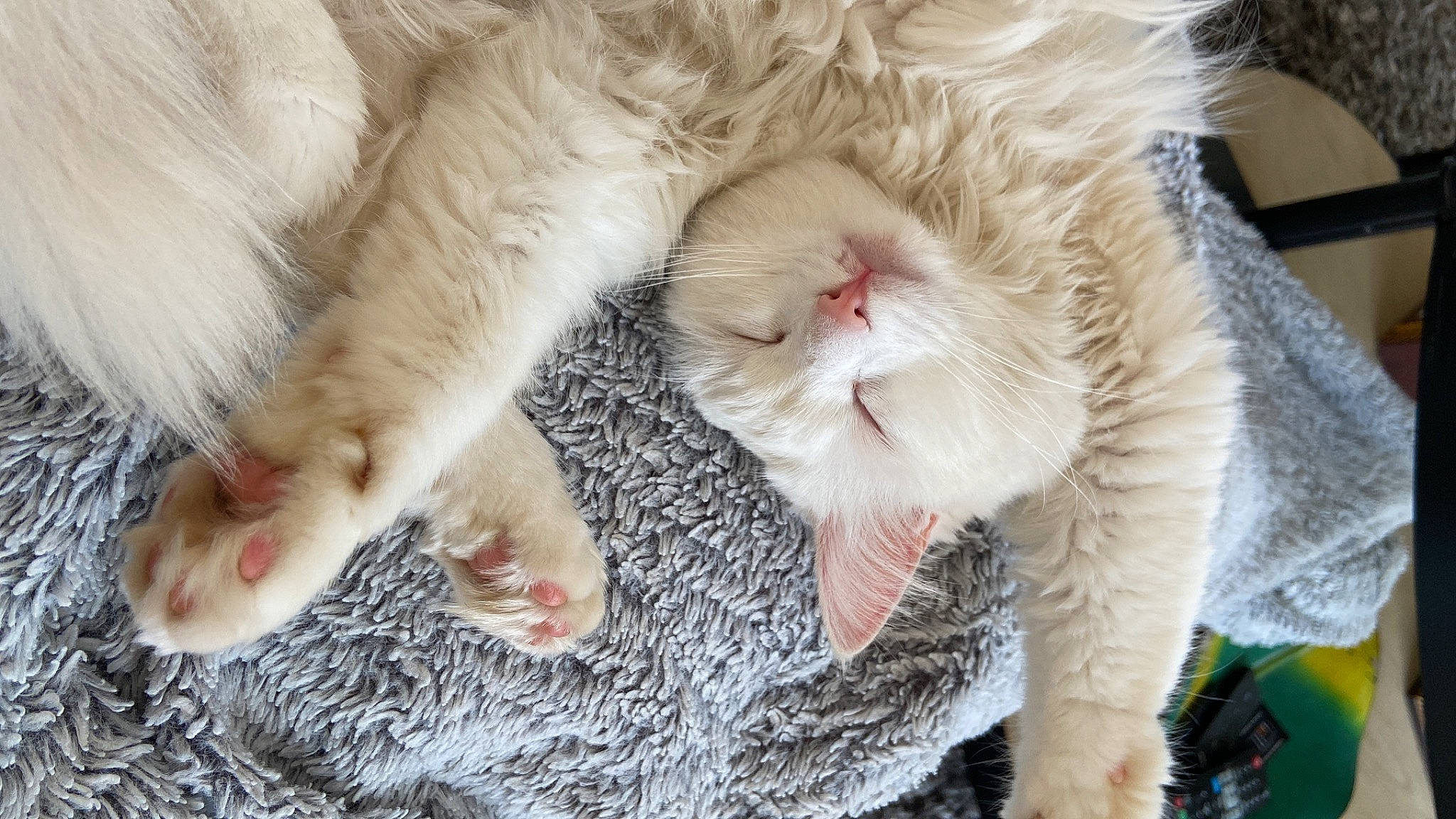 Sushi participe au concours pour gagner de l'argent avec cette photo : canidae, carnivore, cat, claw, domestic_short_haired_cat, eye, fang, fawn, felidae, foot, fur, gesture, leg, nap, paw, plant, small_to_medium_sized_cats, snout, tail, whiskers