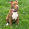 dog, brown_dog, white_chest, pink_collar, sitting, grass, outdoor, pet, canine, animal, nature, green_grass, alert, ears_up, daylight, mammal, companion, friendly, portrait, cute