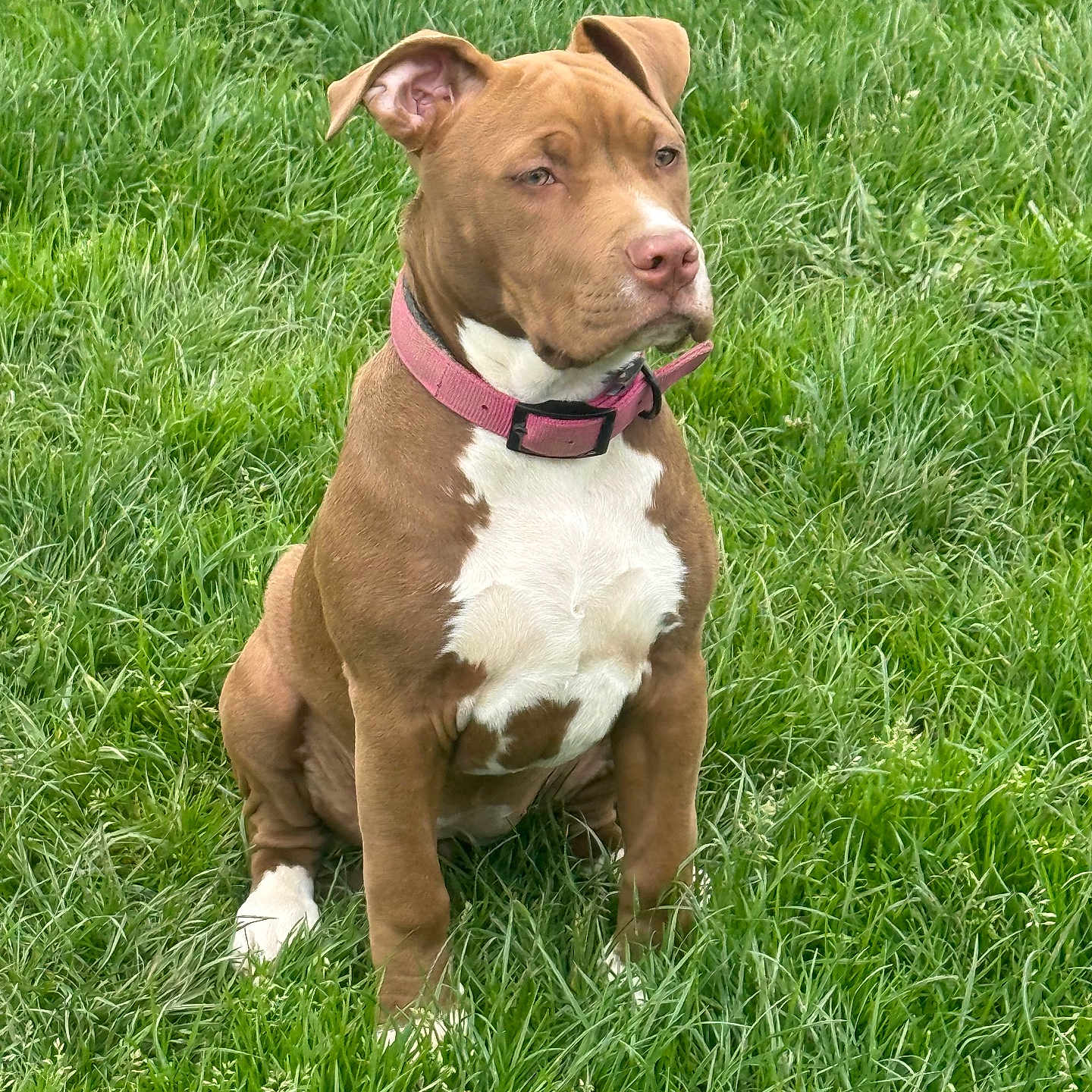 Akira a rejoint le concours — aidez-le/la à gagner de superbes lots ! dog, brown_dog, white_chest, pink_collar, sitting, grass, outdoor, pet, canine, animal, nature, green_grass, alert, ears_up, daylight, mammal, companion, friendly, portrait, cute