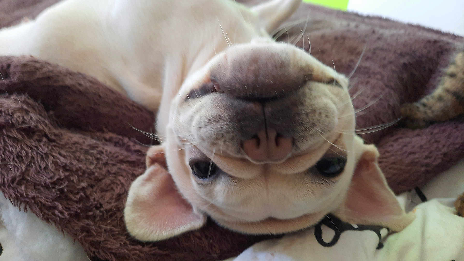 Margot a rejoint le concours — aidez-le/la à gagner de superbes lots ! dog, upside_down, brown_blanket, cute, pet, animal, ears, lying_down, whiskers, nose, fur, closeup, indoor, relaxed, playful, face, canine, sleepy, comfort, cozy