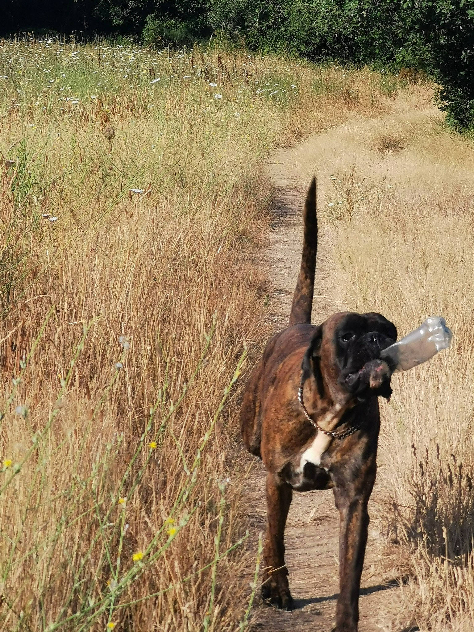 E. T participe au concours pour gagner de l'argent avec cette photo : biting, canidae, carnivore, dog, dog_breed, fawn, grass, grassland, landscape, pasture, plant, prairie, shrubland, snout, soil, sporting_group, tail, terrestrial_animal, wildlife, working_animal