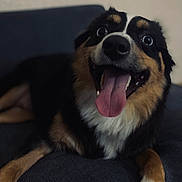 Brisket joined the competition — help win amazing prizes! animal, black_fur, brown_fur, canine, closeup, couch, cute, dog, domestic_animal, face, friendly, happy, indoor, lying_down, pet, playful, portrait, relaxed, tongue, white_fur