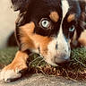 Brisket joined the competition — help win amazing prizes! animal, blue_eyes, canine, close_up, cute, dog, focus, fur, grass, laying_down, muzzle, nature, nose, outdoor, paw, pet, portrait, resting, soft_light, whiskers