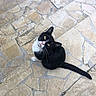 cat, black_and_white, animal, pet, outdoor, stone_floor, tiled_floor, yellow_eyes, sitting, looking_up, whiskers, tail, curious, fur, cute, domestic_cat, paws, natural_light, texture, pattern