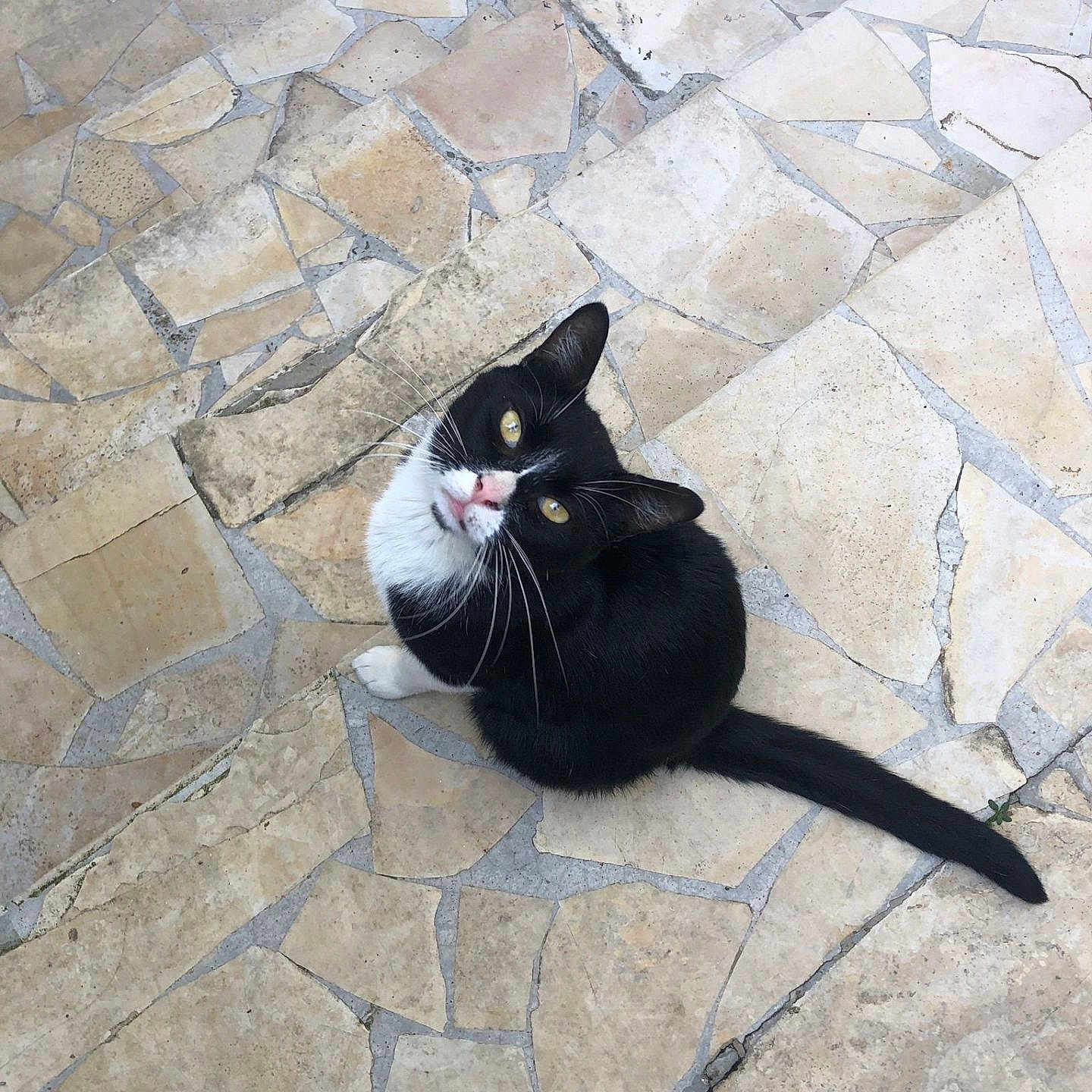 Teddy a rejoint le concours — aidez-le/la à gagner de superbes lots ! cat, black_and_white, animal, pet, outdoor, stone_floor, tiled_floor, yellow_eyes, sitting, looking_up, whiskers, tail, curious, fur, cute, domestic_cat, paws, natural_light, texture, pattern