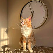 Azzaro participe au concours pour gagner de l'argent avec cette photo : cat, orange_cat, white_fur, cat_tree, indoor, sunlight, shadow, clock, wall_clock, pet, feline, whiskers, ears, animal, fur, portrait, looking_up, warm_light, cozy, home
