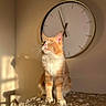 cat, orange_cat, white_fur, cat_tree, indoor, sunlight, shadow, clock, wall_clock, pet, feline, whiskers, ears, animal, fur, portrait, looking_up, warm_light, cozy, home