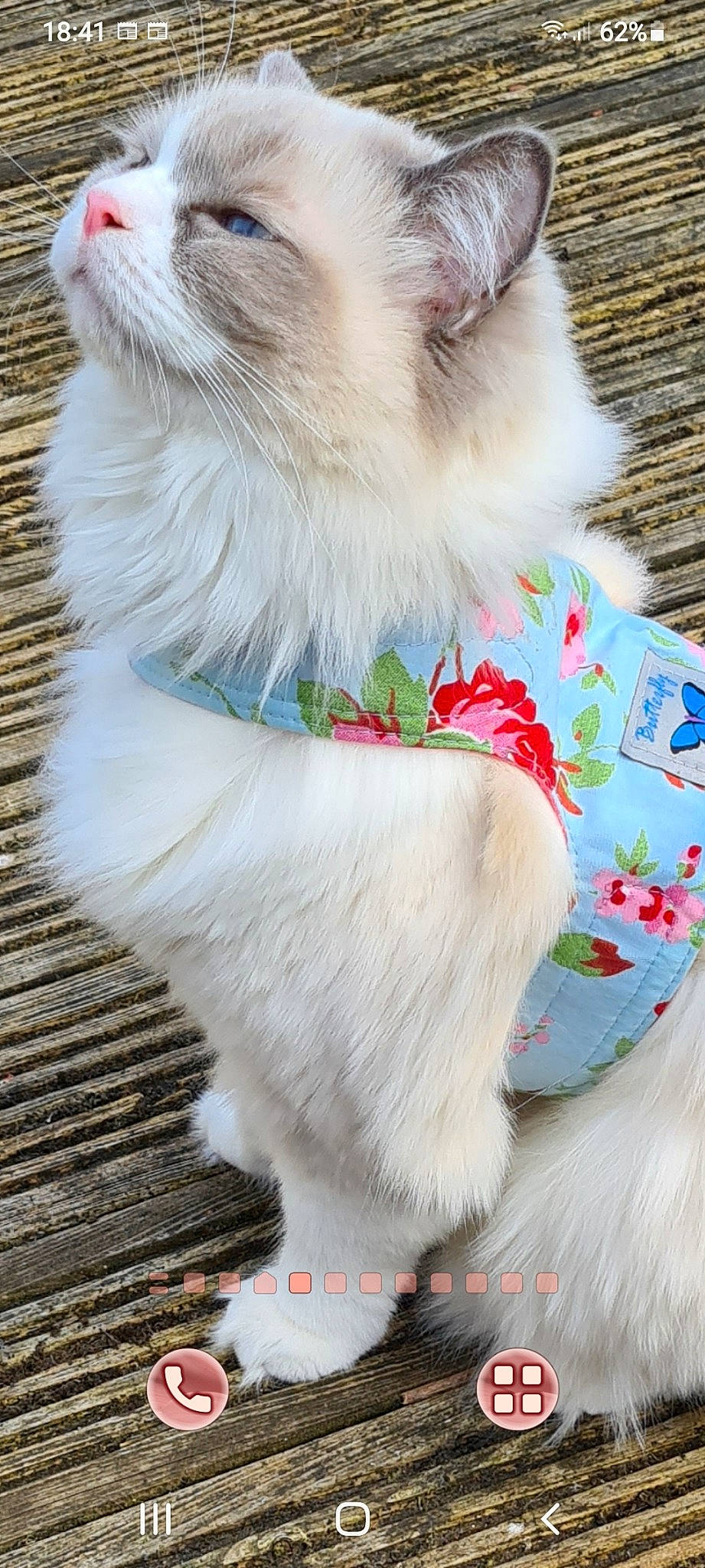 Nahlah joined the competition — help win amazing prizes! carnivore, collar, companion_dog, dog_breed, fashion_accessory, feather, felidae, foot, fur, natural_material, paw, petal, plant, small_to_medium_sized_cats, tail, toy, whiskers