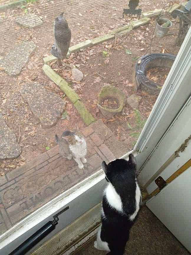 Lol Moo Moo joined the competition — help win amazing prizes! canidae, carnivore, cat, curb, dog_breed, domestic_short_haired_cat, felidae, flooring, fur, grass, mammal, road_surface, sidewalk, small_to_medium_sized_cats, soil, sporting_group, tail, vertebrate, whiskers, wood