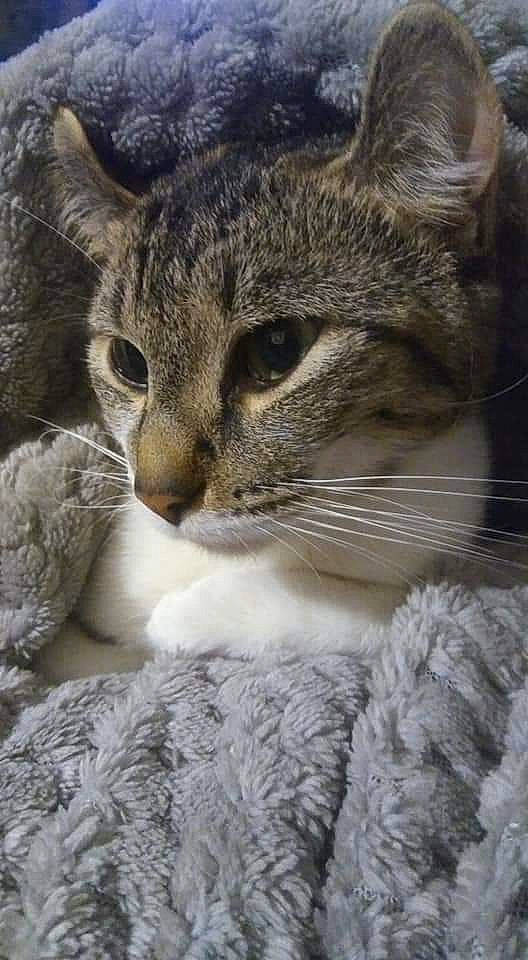 Curly Sue joined the competition — help win amazing prizes! carnivore, cat, claw, close_up, domestic_short_haired_cat, eye, felidae, fur, ocelot, paw, small_to_medium_sized_cats, snout, snow_leopard, tail, terrestrial_animal, tree, vertebrate, whiskers, wildlife, window