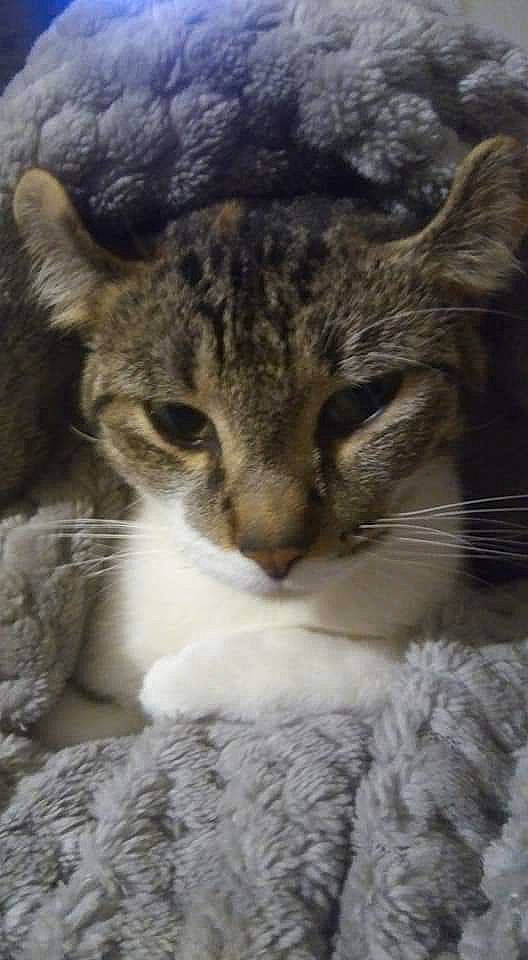 Curly Sue joined the competition — help win amazing prizes! carnivore, cat, close_up, cloud, domestic_short_haired_cat, felidae, fur, hug, mammal, paw, sky, small_to_medium_sized_cats, snout, tail, terrestrial_animal, tree, vertebrate, whiskers, wildlife, window