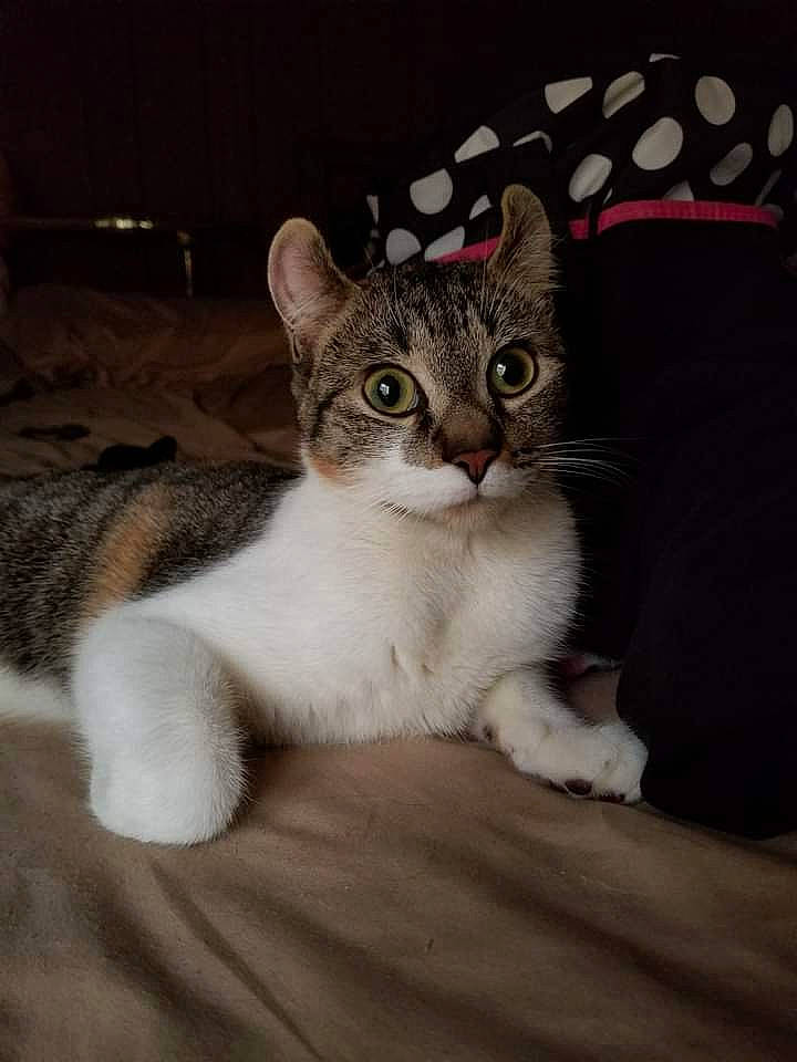 Curly Sue is registered to the contest to win money with this photo: carnivore, cat, cat_supply, claw, comfort, domestic_short_haired_cat, eye, felidae, fur, paw, photo_caption, sitting, small_to_medium_sized_cats, snout, tail, terrestrial_animal, whiskers, window