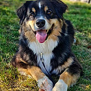 Sirius participe au concours pour gagner de l'argent avec cette photo : dog, canine, grass, outdoor, pet, happy, tongue_out, chewing_bone, leash, fur, black_fur, white_fur, brown_fur, closeup, animal, playful, sunlight, paw, chew_toy, smiling