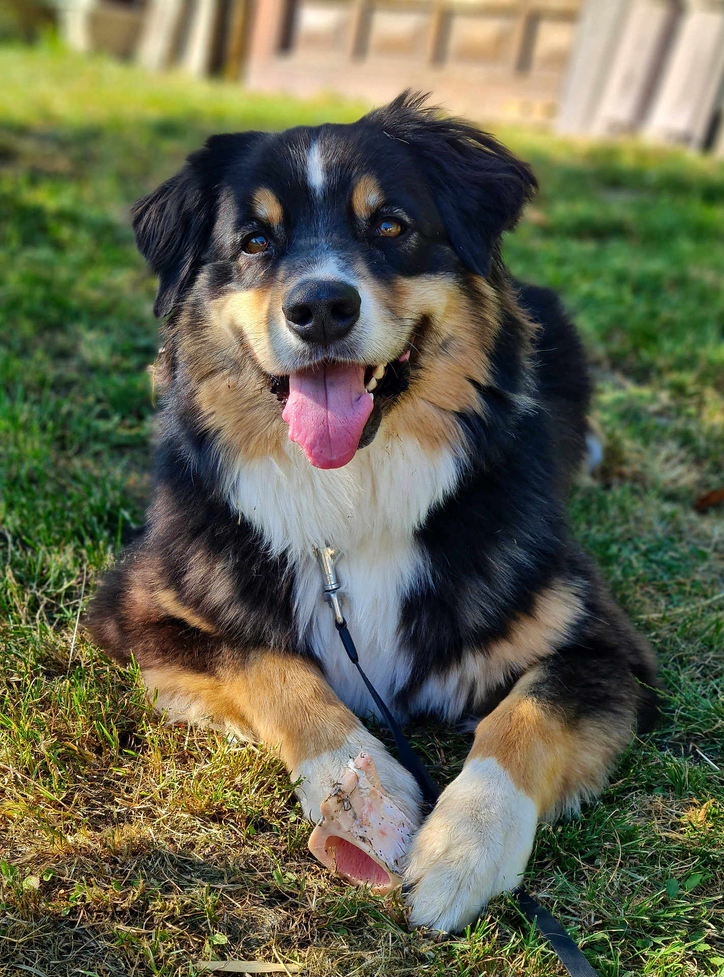 Sirius participe au concours pour gagner de l'argent avec cette photo : dog, canine, grass, outdoor, pet, happy, tongue_out, chewing_bone, leash, fur, black_fur, white_fur, brown_fur, closeup, animal, playful, sunlight, paw, chew_toy, smiling