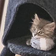 Timimi a rejoint le concours — aidez-le/la à gagner de superbes lots ! kitten, cat, cat_tree, toy, plush_toy, indoor, pet, feline, cozy, curious, fur, ears, whiskers, face, animal, resting, cute, small, soft, cage