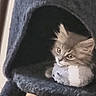 kitten, cat, cat_tree, toy, plush_toy, indoor, pet, feline, cozy, curious, fur, ears, whiskers, face, animal, resting, cute, small, soft, cage
