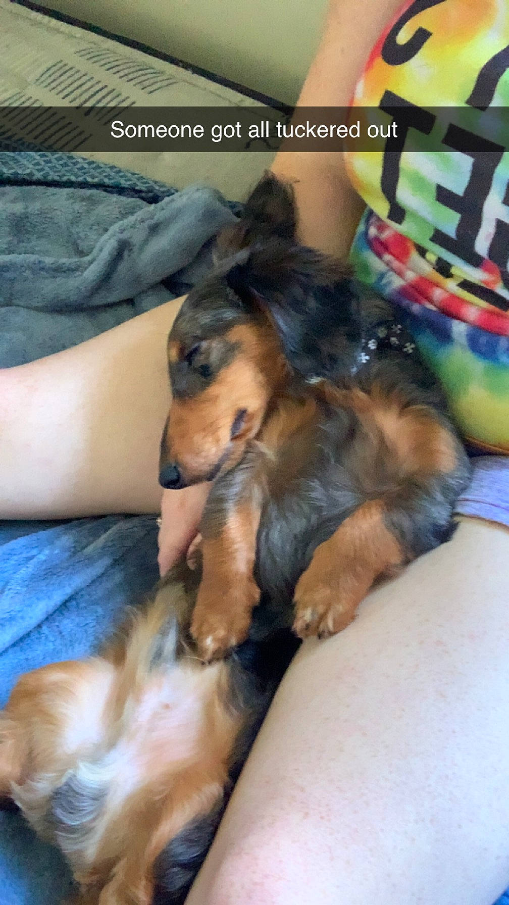 Teddy joined the competition — help win amazing prizes! canidae, carnivore, comfort, companion_dog, dog, dog_breed, fawn, fur, guard_dog, lap, nap, paw, prazsky_krysarik, puppy, snout, sporting_group, thigh, toy_dog, working_animal, working_dog