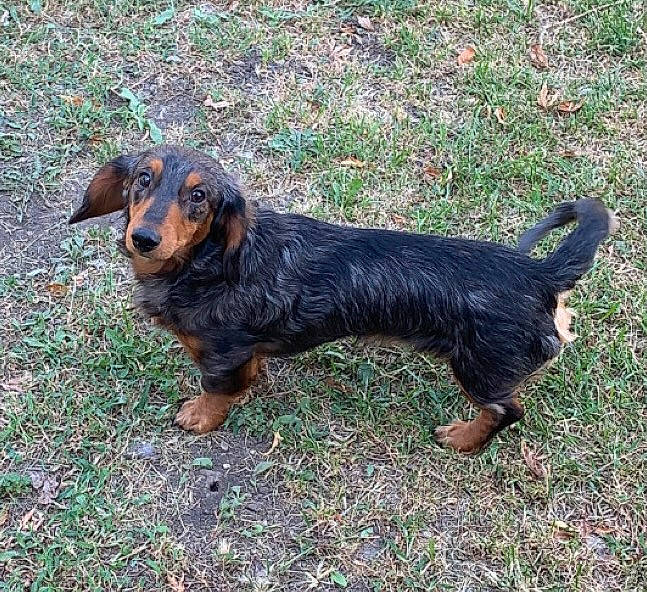 Teddy joined the competition — help win amazing prizes! canidae, carnivore, companion_dog, dachshund, dog, dog_breed, grass, hound, hunting_dog, liver, snout, sporting_group, tail, terrestrial_animal, working_animal, working_dog