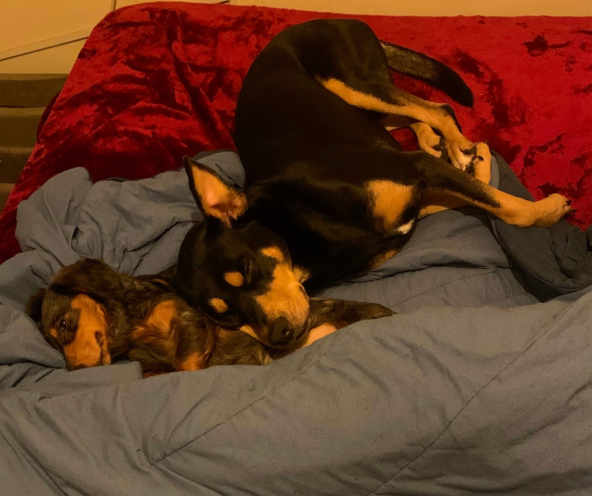 Teddy joined the competition — help win amazing prizes! art, bed, brown, canidae, carnivore, comfort, companion_dog, dog, dog_breed, fawn, guard_dog, heat, linens, nap, paw, room, sporting_group, tints_and_shades, toy_dog, vertebrate