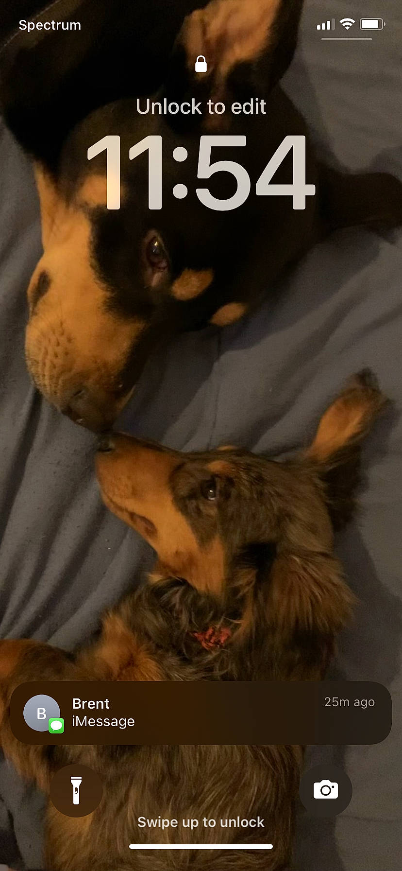 Teddy joined the competition — help win amazing prizes! canidae, carnivore, companion_dog, dog, dog_breed, dog_supply, ear, font, fur, mammal, paw, photo_caption, publication, snout, sporting_group, toy_dog, vertebrate, whiskers, working_animal, working_dog