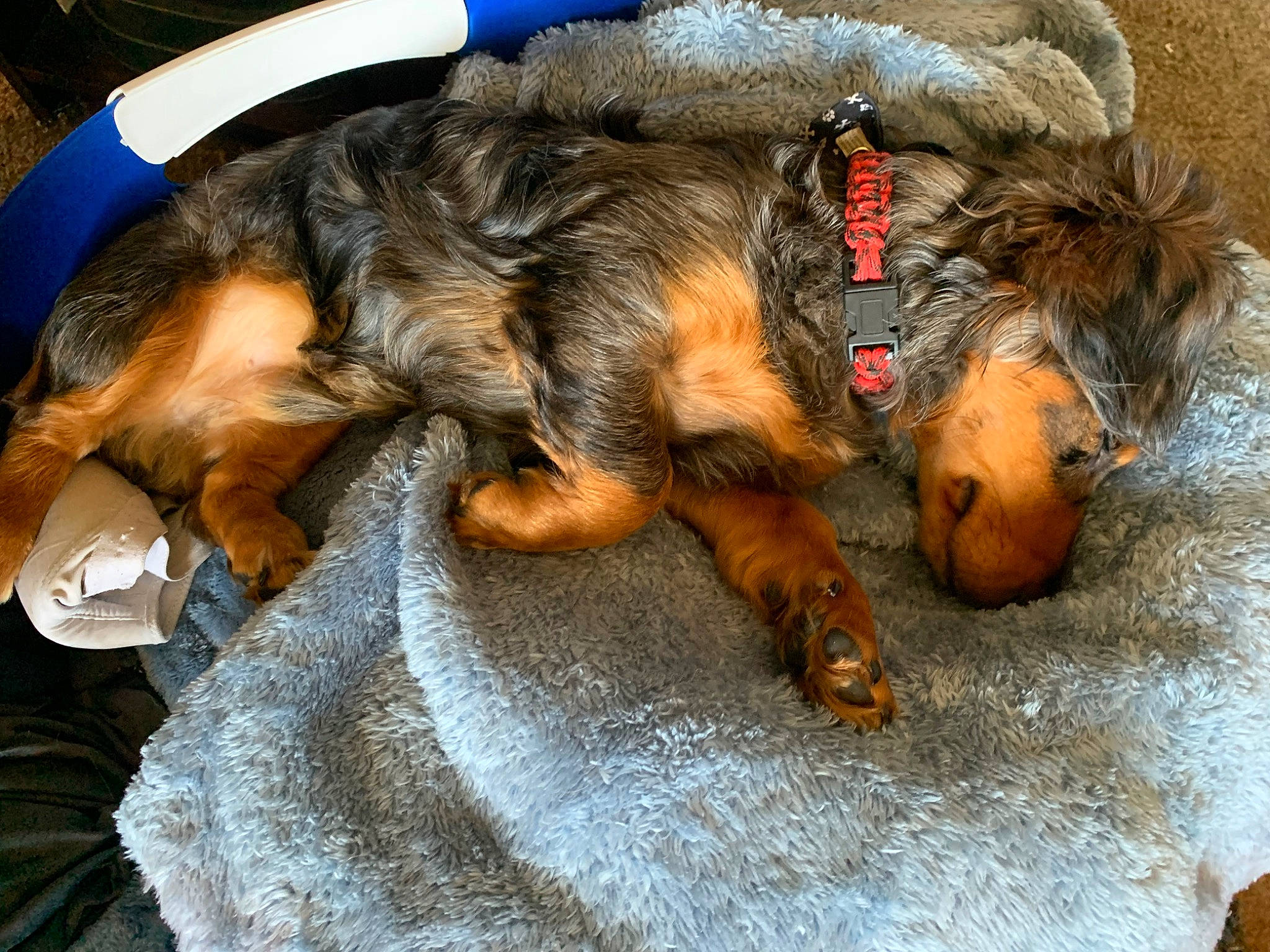 Teddy is registered to the contest to win money with this photo: canidae, carnivore, claw, comfort, companion_dog, dog, dog_breed, fawn, felidae, fur, liver, mammal, paw, snout, sporting_group, tail, terrier, vertebrate, welsh_terrier, whiskers