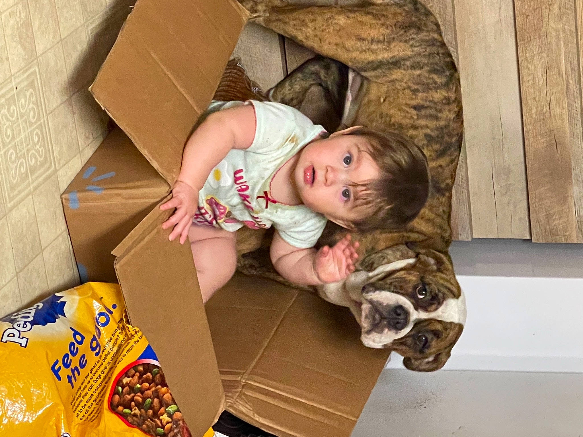 Opal is registered to the contest to win money with this photo: baby, box, cardboard, carton, child, comfort, companion_dog, flooring, fun, fur, happy, packaging_and_labeling, packing_materials, paper_product, person, room, shipping_box, sitting, surprise, toddler