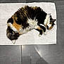 cat, calico, fluffy, fur, sleeping, relaxed, pet, animal, white_rug, textured_rug, floor, tiled_floor, indoor, paw, cute, resting, cozy, domestic_cat, feline, laying_down