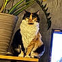 Nell participe au concours pour gagner de l'argent avec cette photo : cat, calico, feline, pet, indoor, plant, pot, wooden_shelf, curious, wide_eyes, fur, whiskers, animal, domestic, green_leaves, decor, table, orange, black, white