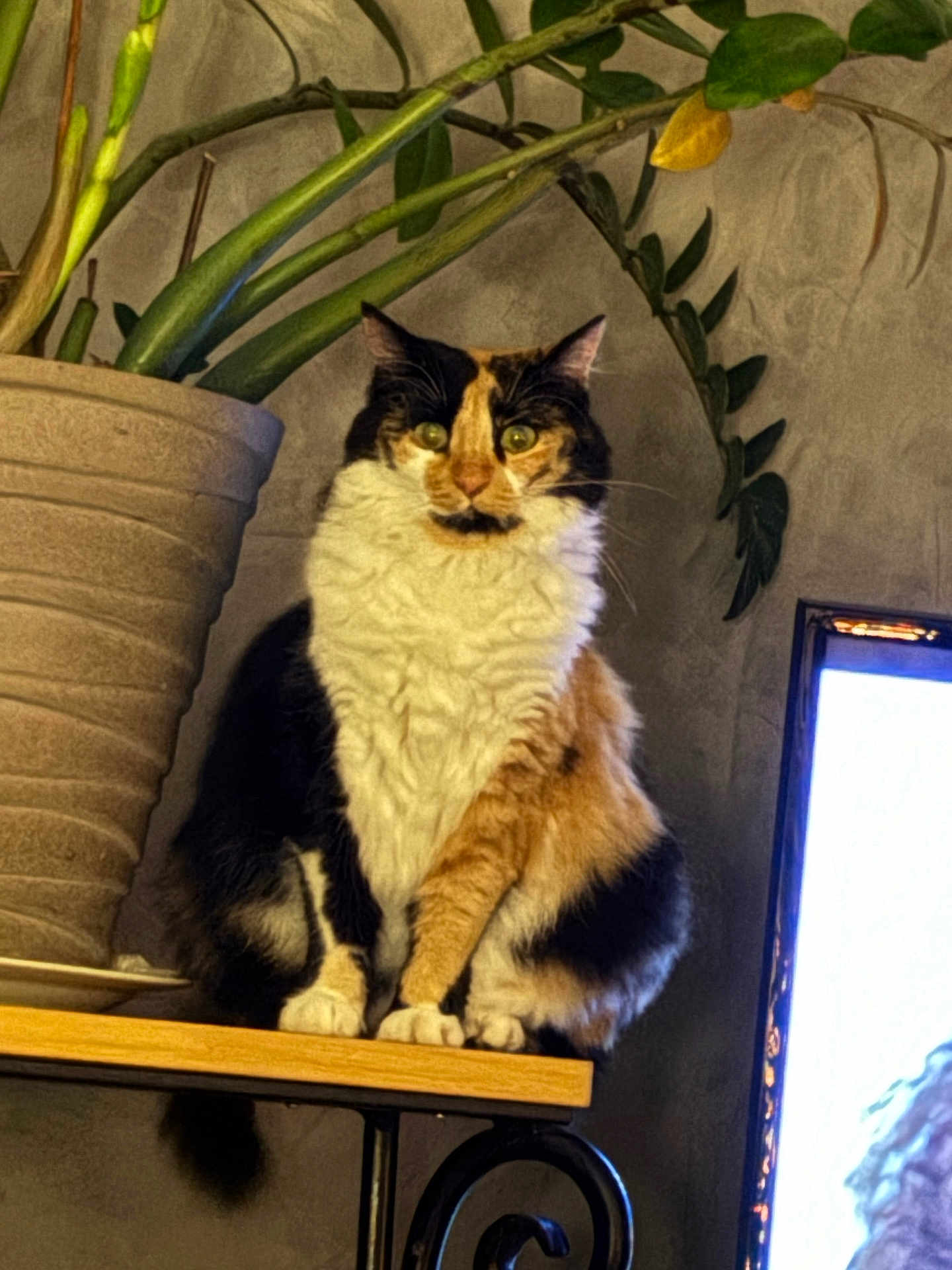 Nell