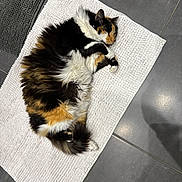 Nell participe au concours pour gagner de l'argent avec cette photo : cat, calico, sleeping, fluffy, mat, white_mat, gray_floor, indoor, pet, fur, curled_up, relaxed, cozy, animal, resting, tile_floor, paw, whiskers, cute, soft