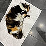 cat, calico, sleeping, fluffy, mat, white_mat, gray_floor, indoor, pet, fur, curled_up, relaxed, cozy, animal, resting, tile_floor, paw, whiskers, cute, soft