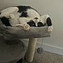 cat, black_and_white, cat_tree, indoor, pet, playing, relaxed, feline, paw, carpet, toy, scratching_post, cute, animal, stretching, fur, whiskers, nose, ears, home