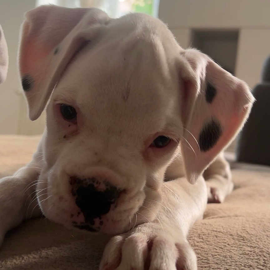 Mila participe au concours pour gagner de l'argent avec cette photo : animal, black_spots, carpet, close_up, curious, cute, dog, domestic_animal, ears, face, fur, indoor, lying_down, nose, paw, pet, puppy, soft_light, white, young