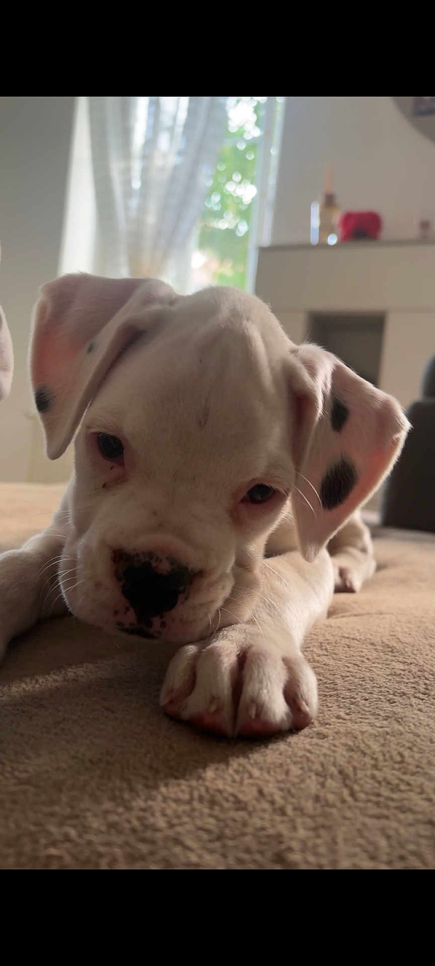 Mila participe au concours pour gagner de l'argent avec cette photo : puppy, dog, white, black_spots, close_up, lying_down, indoor, soft_light, cute, pet, animal, ears, nose, paw, carpet, curious, young, domestic_animal, face, fur