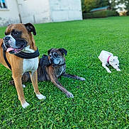 Mila a rejoint le concours — aidez-le/la à gagner de superbes lots ! dog, dogs, grass, outdoor, greenery, house, pet, animal, canine, playful, panting, lying_down, standing, white_puppy, brown_dog, black_dog, collar, harness, nature, summer