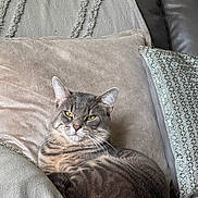 Pietro joined the competition — help win amazing prizes! cat, tabby, gray_cat, pet, feline, indoor, couch, pillow, blanket, relaxed, resting, fur, whiskers, ears, eyes, home, cozy, comfortable, animal, domestic