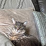 cat, tabby, gray_cat, pet, feline, indoor, couch, pillow, blanket, relaxed, resting, fur, whiskers, ears, eyes, home, cozy, comfortable, animal, domestic