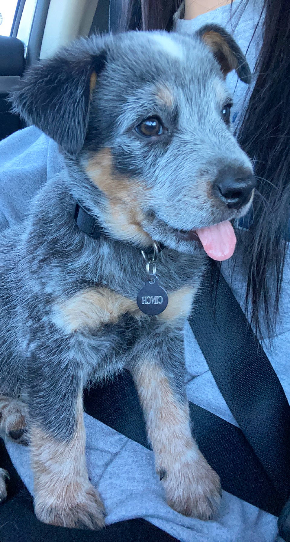 Cinch is registered to the contest to win money with this photo: canidae, carnivore, collar, companion_dog, dog, dog_breed, dog_collar, dog_supply, fur, leash, paw, plant, puppy, terrier, whiskers, working_animal, working_dog