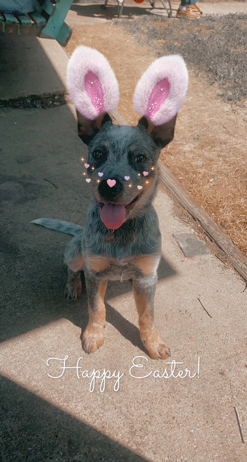 Cinch joined the competition — help win amazing prizes! art, carnivore, companion_dog, dog, dog_breed, ear, fashion_accessory, fawn, fur, handwriting, magenta, paw, rabbits_and_hares, road_surface, snout, tail, terrestrial_animal, toy, whiskers, working_animal