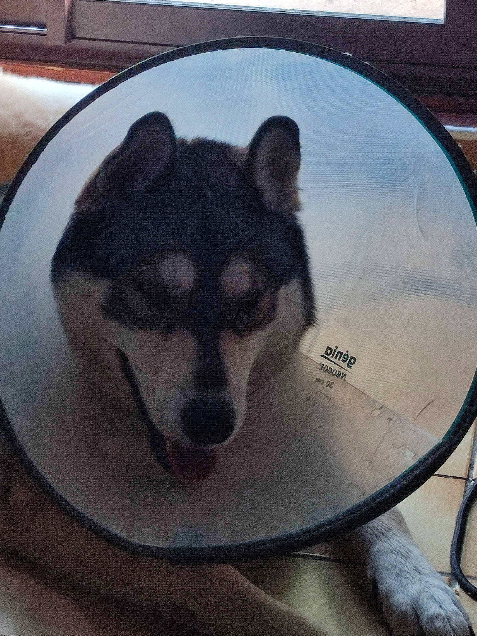 Emyr a rejoint le concours — aidez-le/la à gagner de superbes lots ! automotive_tire, canidae, canis, carnivore, circle, companion_dog, dog, dog_breed, fur, glass, metal, picture_frame, sled_dog, snout, sporting_group, terrestrial_animal, tints_and_shades, whiskers, window, windshield